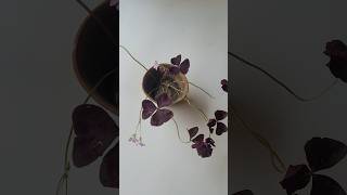 Purple shamrock  oxalis triangularis care and soil mixgardeing [upl. by Saffian]