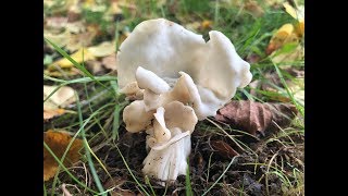 Identifying the White Helvella White Saddle Elfin Saddle Helvella crispa [upl. by Anirbas]