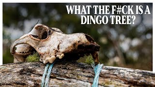 What is a Dingo Tree  Uncovering a Disturbing Australian Tradition [upl. by Sualokin]