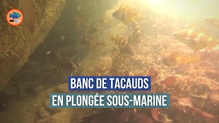 Banc de tacauds sous leau plongée sousmarine [upl. by Dorolice985]