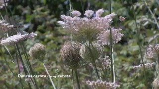 Daucus carota [upl. by Enimsay]