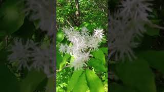 やっと春が来た！ ⑪ヒトツバタゴ！ Chionanthus retusus [upl. by Ellerehc]