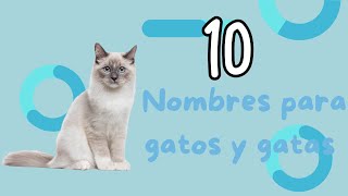 10 Nombres para gatos y gatas😺🐈 [upl. by Lochner]