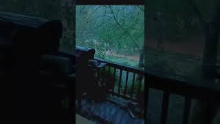 Flooding in Rutherfordton NC [upl. by Atinuaj]