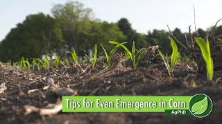 Tips for Even Emergence in Corn 1038 Air Date 22518 [upl. by Purse]