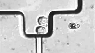 A fast and simple method to fabricate circular microchannels in polydimethylsiloxane PDMS [upl. by Raseda697]