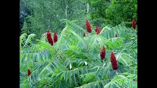 Sumac vinaigrier  Sumacade [upl. by Farah]