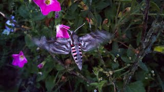 Hawk Moths [upl. by Nelyaw]