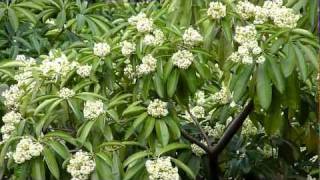 Singapore Plants  ALSTONIA [upl. by Welby]