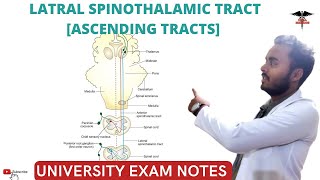 Lateral Spinothalamic tract  Ascending Tracts  Spinal cord  CNS Physiology [upl. by Nolana365]