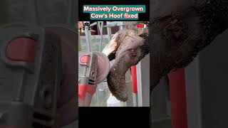 Massively Overgrown Cow’s Hoof fixed tiktok fyp viral cow hoof hoofcare hoofpicking [upl. by Aekal370]