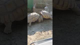 Sulcata tortoises fighting [upl. by Almap]