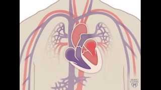 The Heart and Circulatory System  How They Work [upl. by Frydman]