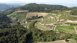 Discovering Provence wines from Bandol region at Chateau de Pibarnon estate Obiwine [upl. by Ecnerual542]