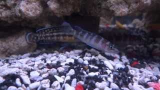 Julidochromis amp Neolamprologus cylindricus amp leleupi 03 [upl. by Eibrik23]