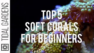 Top 5 Corals for Beginners Soft Coral Edition [upl. by Dyrrej198]