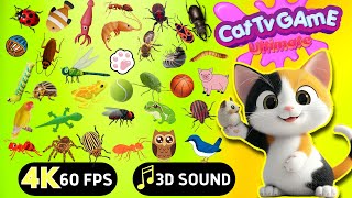 CAT GAMES  Ultimate Cat TV Compilation SPECIAL VOLUME 62  8 HOURS  NO ADS 🐝🐞🦋🦎🦜🐜🐭🧵 [upl. by Duky]