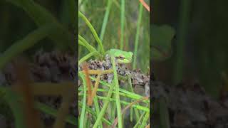 Tree Frog On A Longleaf Pine [upl. by Applegate630]