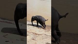 Elephant orphanage Sri Lanka Pinnawala bath time exploresrilanka [upl. by Navinod]