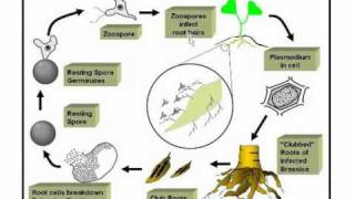 Life cycle of club root pathogen [upl. by Eittocs]