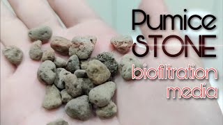 Stream Tank  Pumice Stone Biofiltration Media Eng Subs [upl. by Gurango652]