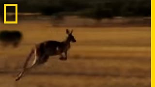 Dingo vs Kangaroo  National Geographic [upl. by Bruno]