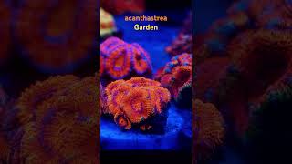 Ma collection d’acanthastrea acanthastrea reef aquarium [upl. by Saqaw]