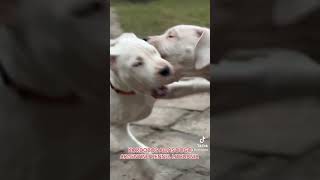 KORDOBOS AIDAS DOGO ARGENTINO KENNEL LITHUANIA [upl. by Harimas]