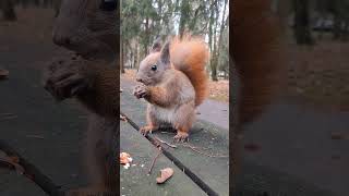 🐿🍁🌰Mrs Nuka🌰 shorts wiewiórka squirrel redsquirrel autumn jesień wildsquirrel [upl. by Elehcar]