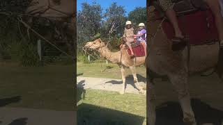 Camel 🐪 Maroubra Beach Sydney NSW [upl. by Danika]