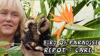 Bird of Paradise Repot amp Care  Strelitzia reginae [upl. by Willard]