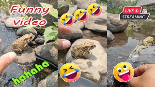 Catching frog funny make you laugh  funny cute animal  funny catc frog for fun [upl. by Enybor]