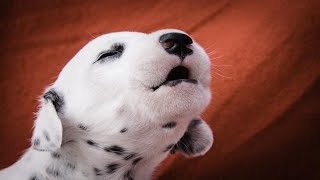 Puppies Barking  Cute Puppies Barking Compilation [upl. by Sillyrama201]