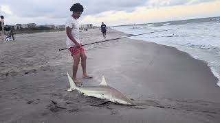 Cocoa Beach small shark [upl. by Gnak618]