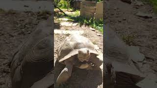 Tortoise Limbo Rock🐢 shortsviral deserttortoise petfriendly limbo rock [upl. by Krahling493]