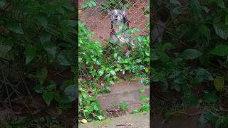 Dog barking 😞dog shorts viralvideo [upl. by Leamiba]