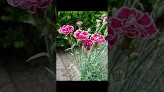 Carnation flowers 🌹🌷botnicalgarden nature lovelygarden flowers botanicalinformation [upl. by Anwahsat]