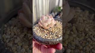 Echeveria Sarang echeveria succulent plants succulentobsession succulentvarieties miniature [upl. by Erdnaed]