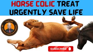 Unveil The Tricks And Tips To Treat Horse Colic And Save Life [upl. by Eleonore669]