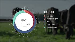 Heat Detection in Dairy Cows [upl. by Nauqit648]