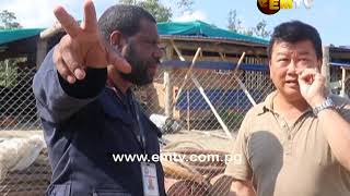 Asians flee logging site in Oro Province [upl. by Ainevuol]