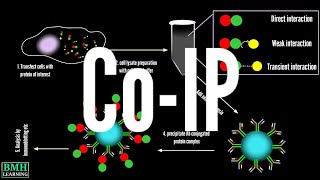 CoImmunoprecipitation  CoIP  Co Immunoprecipitation protein protein interaction [upl. by Jarib]