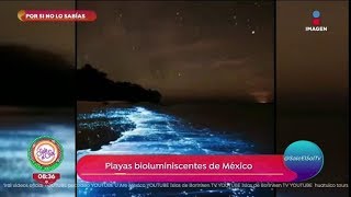 Por si no lo sabías ¡estas son las playas bioluminiscentes de México  Sale el Sol [upl. by Nolan750]