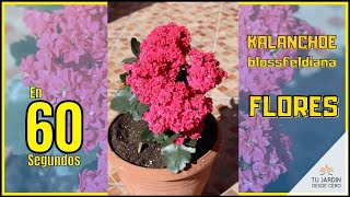 🌺 ¿Una SUCULENTA con una gran FLORACIÓN 🔶 Kalanchoe blossfeldiana VÍDEO CORTO [upl. by Garreth]