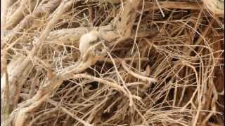 Saxaul Sparrow in the Gobi Desert [upl. by Lamphere]