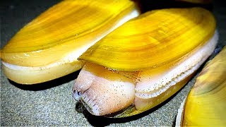 GIANT Razor Clams  Pacific Coast Night Dig  Washington [upl. by Elleira]