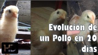 Evolución y cambios de un Pollito de 20 días de Nacido quotPIKITOquot [upl. by Ailin897]