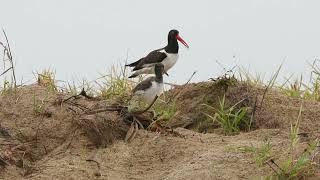 American Oystercatcher  pirupiru Haematopus palliatus  Feeding young and threats [upl. by Araic]