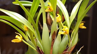 几株不同的腋唇兰 Maxillaria [upl. by Hermy]