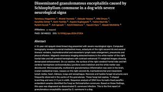 36 Disseminated granulomatous encephalitis caused by Schizophyllum commune [upl. by Camilo]